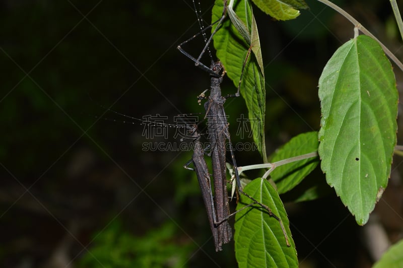 竹节虫,自然,厄瓜多尔,安地斯山脉,水平画幅,夜晚,无人,动物学,户外,明多