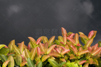 秋分,地下水,水,天空,水生植物,水平画幅,无人,泥土,夏天,户外