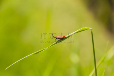 甲虫,北美红鸟,自然,有颚昆虫,草地,水平画幅,绿色,小的,动物身体部位,户外