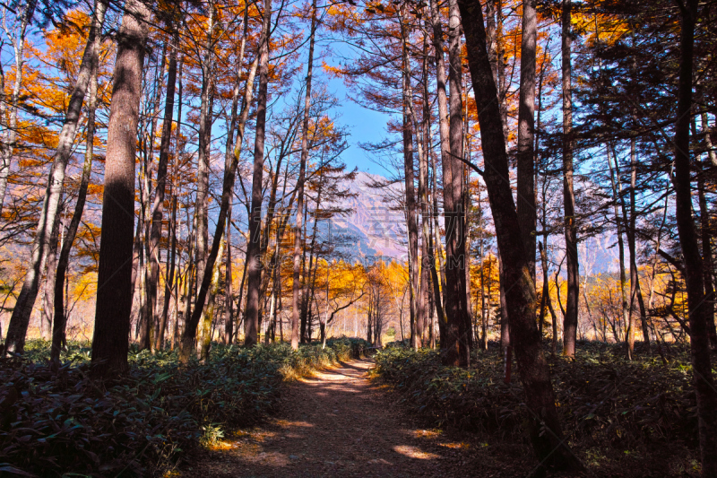 秋天,散步道,度假胜地,水平画幅,长野县,无人,夏天,户外,木板路,树林