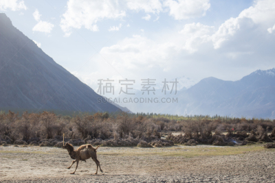 定格动画,骆驼,努布拉山谷,洛矶山脉,天空,风,水平画幅,山,沙子,喜马拉雅山脉