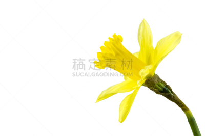 水仙花,分离着色,自然美,白色背景,手部骨骼,萼片,雄蕊,美,留白,水平画幅