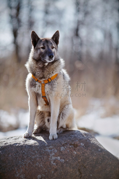狗,石头,垂直画幅,梗犬,牧羊犬,爪子,动物身体部位,猎犬,哺乳纲,毛绒绒