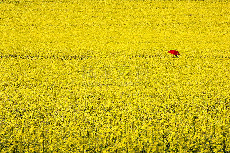 黄色,红色,油菜花,田地,伞,一个人,非都市风光,田园风光,地形,户外