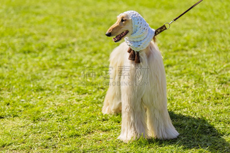 灰猎犬,派克大街,长发,可爱的,传统,狗链,狗,草,头发,犬科的