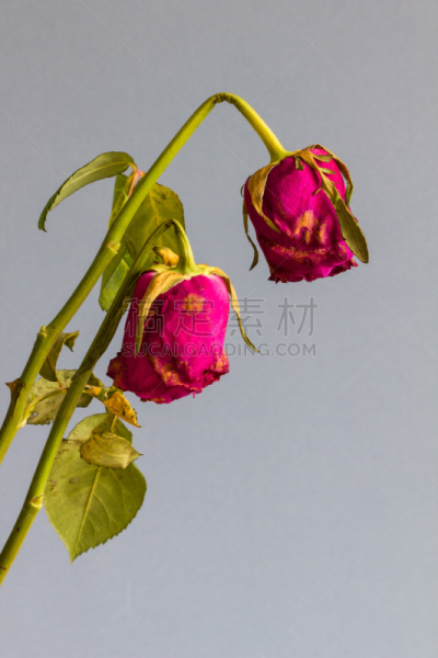 玫瑰,枯萎的,灰色,蓝色背景,垂直画幅,选择对焦,美,留白,褐色,荆棘