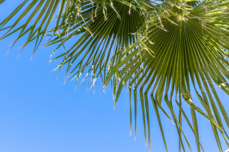 天空,加洲扇形棕榈树,扇形棕榈,叶子,蓝色,背景,热带气候,树荫,加利福尼亚,枝繁叶茂