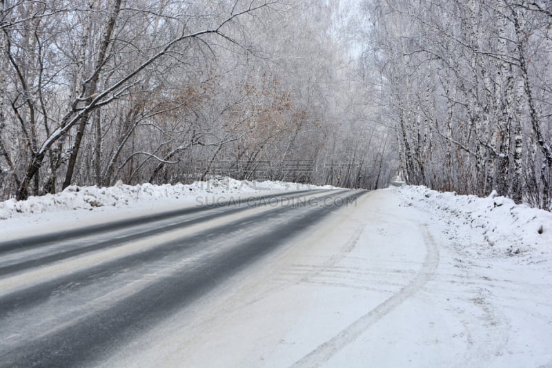 松树,北,冬天,路,大风雪,白桦,森林,俄罗斯,部分,沥青