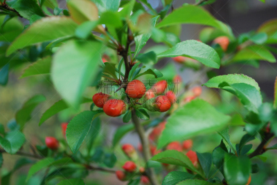 茶花,花蕾,橙色,皱皮木瓜,修改系列,美,水平画幅,无人,蔷薇科,草