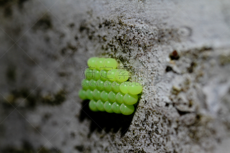 green shield bug,卵,质量,heteroptera,盾蝽,半翅目,臭,自然,无脊椎动物,野生动物