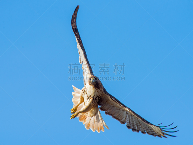 银行业,红尾鹰,食肉鸟,水平画幅,鸟类,动物身体部位,翅膀,老鹰,鹰爪,2015年