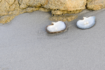珍珠牡蛎,白色,自然,宝石,水平画幅,沙子,无人,珠宝,户外,海洋