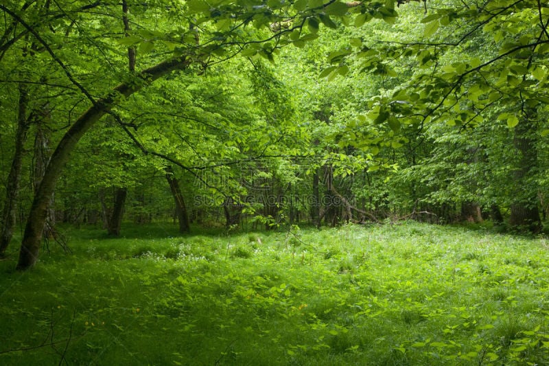 树荫,落叶树,春天,bialowieza forest,草原,水平画幅,枝繁叶茂,无人,阴影,户外