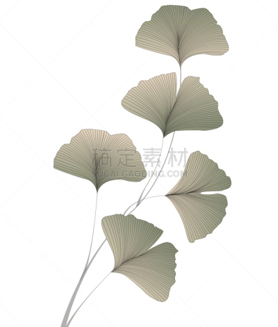 叶子,银杏,顺势医学,美容师,垂直画幅,替代疗法,辅导讲座,绘画插图,spa美容,符号