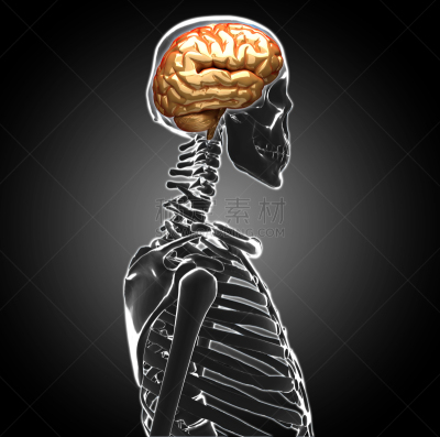 生理学,男性,人脑,下丘脑,3d扫描,小脑,神经外科,cat扫描仪,医学扫描,躯干