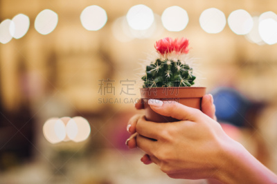 锅,仙人掌,女人,手牵手,肉质植物,室内植物,居住区,青年人,白色,植物学