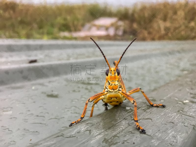 蚱蜢,沼泽,雨,船,傻大个蚱蜢,剑角蝗科,汽船,密西西比,昆虫群,蟋蟀