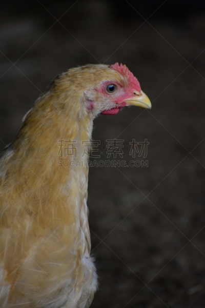 鸡,散养家禽,农业,肖像,母鸡,草,普利茅斯洛奇,动物,鸟类,农场