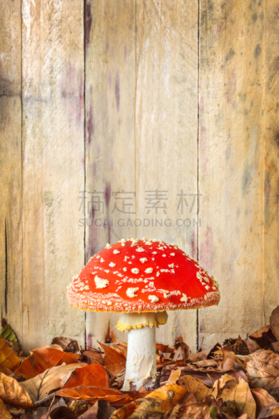 古老的,木制,毒蝇菇,背景,平衡折角灯,垂直画幅,留白,褐色,无人,特写