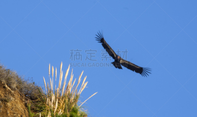 加利福尼亚兀鹫,野生动物,美国,水平画幅,大苏尔,无人,鸟类,翅膀,加利福尼亚,濒危物种