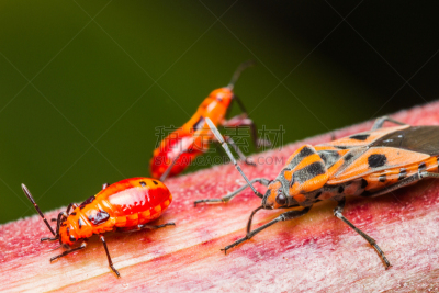 昆虫,线,家庭,水平画幅,无人,特写,棉二点红蝽象,heteroptera,害虫,动物家庭
