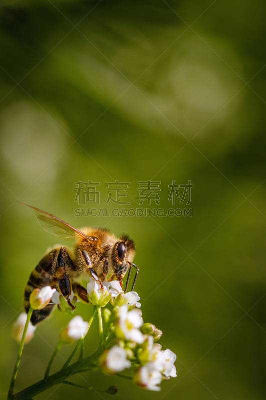 留白,蜜蜂,蜂箱,蜂蜜,花粉,白色,农作物,花,授粉,收集