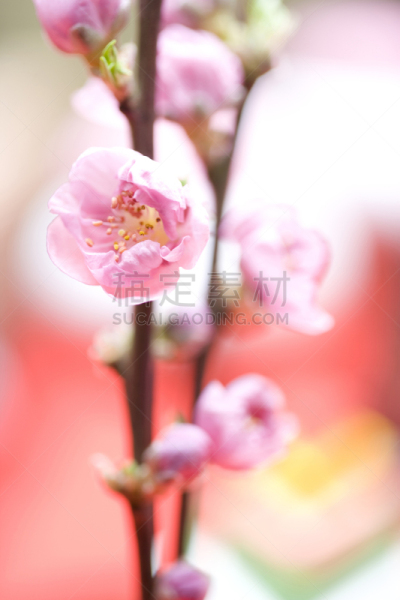 桃花,女儿节,大腿,垂直画幅,四肢,桃,季节,摄影