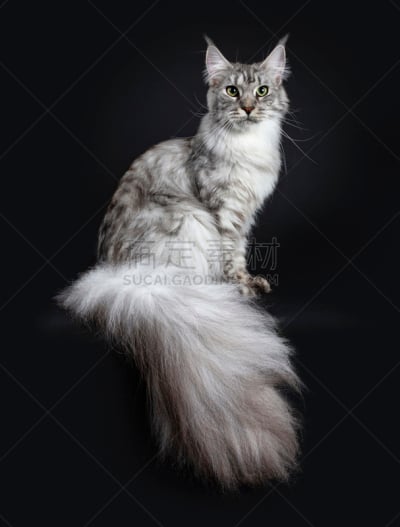 尾巴,银色,宏伟,缅因库恩猫,青年人,斑纹猫,黑色背景,分离着色,街道,坐