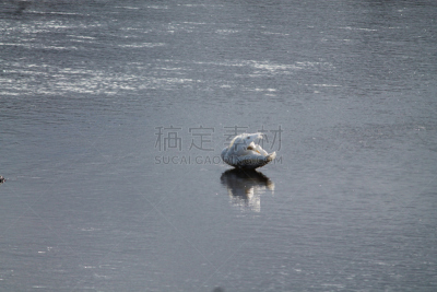 自然,天空,利河,芳香的,雪,早晨,纯净,夏天,草,白色