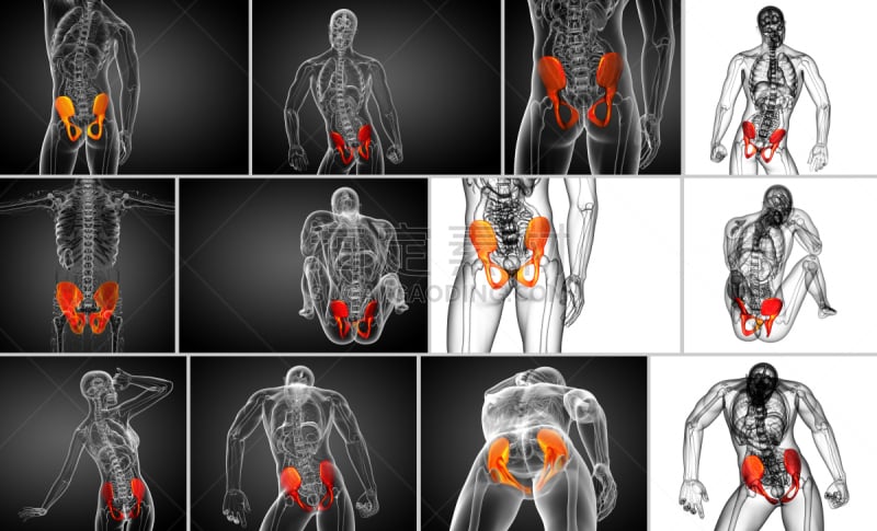 骨盆,健康保健,三维图形,骨骼,绘画插图,股骨,软骨,人体子宫,脊柱,人类骨架