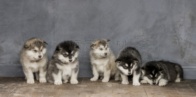 阿拉斯加雪橇犬,特写,注视镜头,雪橇犬,褐色,水平画幅,爪子,动物身体部位,哺乳纲,友谊