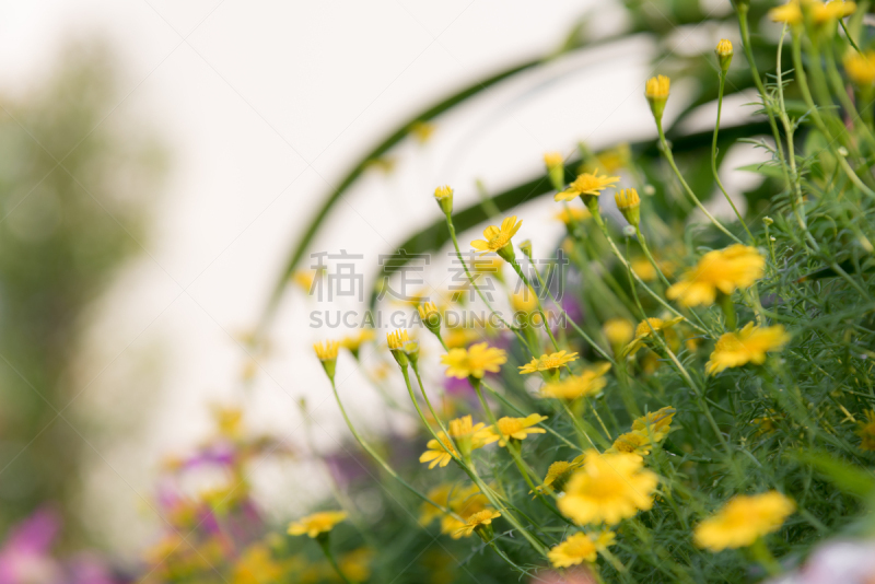 运动模糊,柔焦,背景聚焦,布鲁明代尔,早晨,夏天,白色,光,植物学,清新