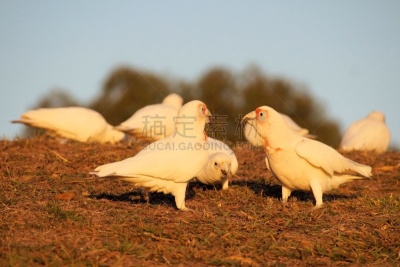 山,美冠鹦鹉,圣伯纳犬,自然,小凤头鹦鹉,水平画幅,无人,鸟类,维多利亚,维多利亚州