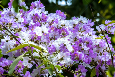 自然,myrtle-beech tree,花束月季,千屈菜科,crepe myrtle tree,美,水平画幅,无人,户外,泰国