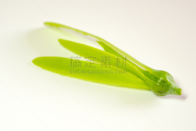 白色,小心轻放,种子,翅膀,幼小动物,室内地面,莫然诺,风,水平画幅,形状