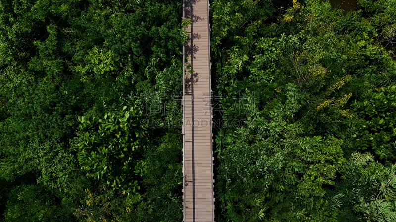 风景,小路,森林,动物眼睛,鸟类,天空,夏天,石材,光,草