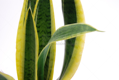 虎尾兰,特写,水平画幅,无人,室内植物,植物,彩色图片,大特写,饭厅,住宅房间