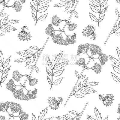 线条画,绘画插图,矢量,有机食品,草本,花纹,白色背景,健康保健,缬草,绘制