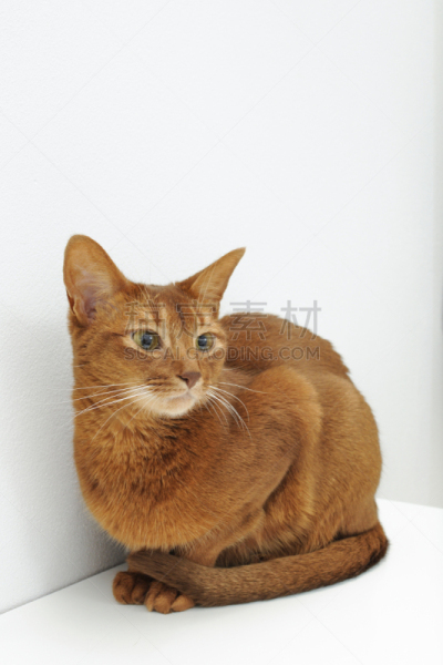 阿比西尼亚猫,白色背景,可爱的,肖像,哺乳纲,猫科动物,一只动物,小的,酸模,动物