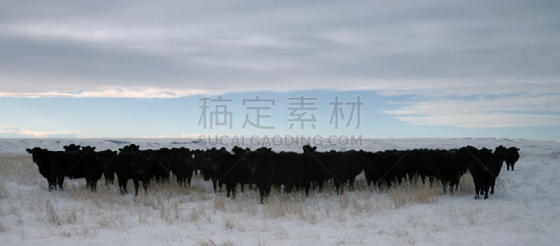 黑色,母牛,自然,牲畜,季节,冬天,全景,图像,雪,加拿大