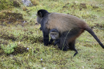 parc national des volcans,金丝猴,卢旺达,濒危物种,婴儿,威兰伽国家公园,坦桑尼亚,特有物种,野生动物,水平画幅
