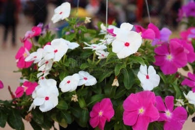 自然,色彩鲜艳,美,水平画幅,绿色,灰色链霉菌,无人,长春花属,夏天,马达加斯加