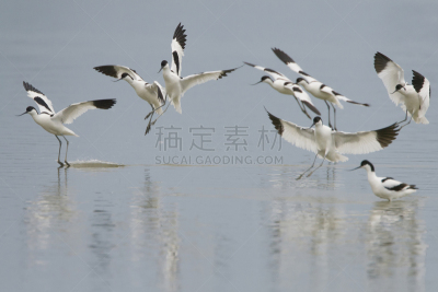 反嘴鹬,黑白图片,防水长靴,福力沃兰,图像,荷兰,水平画幅,东法尔德斯普拉森,鸟类,摄影