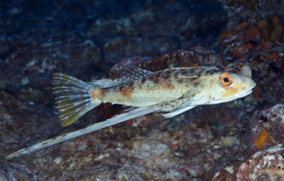 sea robin,法国海外领土,野生动物,水平画幅,无人,蓝色,水下,野外动物,海洋,法属玻利尼西亚