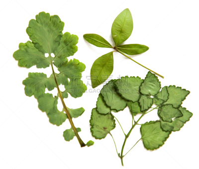 绘画插图,阴影,干的,叶子,分离着色,森林,植物群,绿色,绘制,爆炸