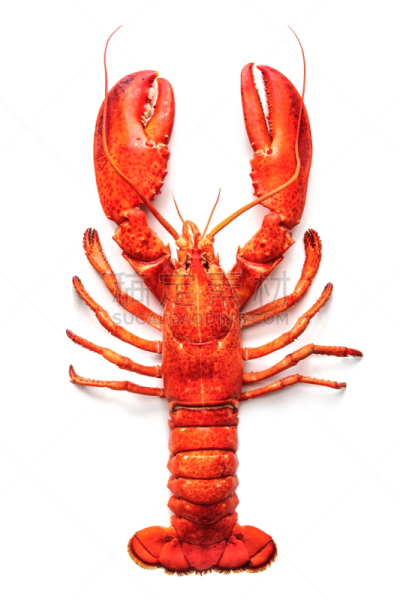 龙虾,白色背景,分离着色,垂直画幅,饮食,煮食,全身像,海产,完整,海洋