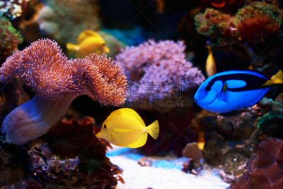 黄高鳍粗皮鲷,鱼缸,水族馆,礁石,蓝刺尾鱼,珊瑚,海洋生命,海鱼,黄高鳍刺尾鱼,鱼类