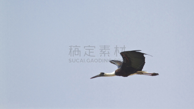 尼泊尔,鹅颈鹳,特莱,奇旺,鹳,张开翅膀,天空,国家公园,水平画幅,鸟类