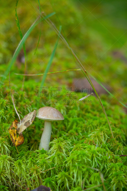 森林,自然美,鸭舌帽,栽培植物,垂直画幅,美,秋天,羊肚菌,无人,苔藓
