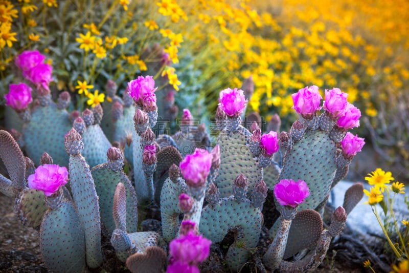 beavertail cactus,安萨博瑞哥沙漠州立公园,仙人球,brittlebush,圣迭戈县,索诺兰沙漠,野花,仙人掌,野生植物,南加利福尼亚